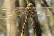 Vik: Australian Emperor Dragonfly